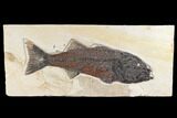 Uncommon Fish Fossil (Mioplosus) - Wyoming #172946-1